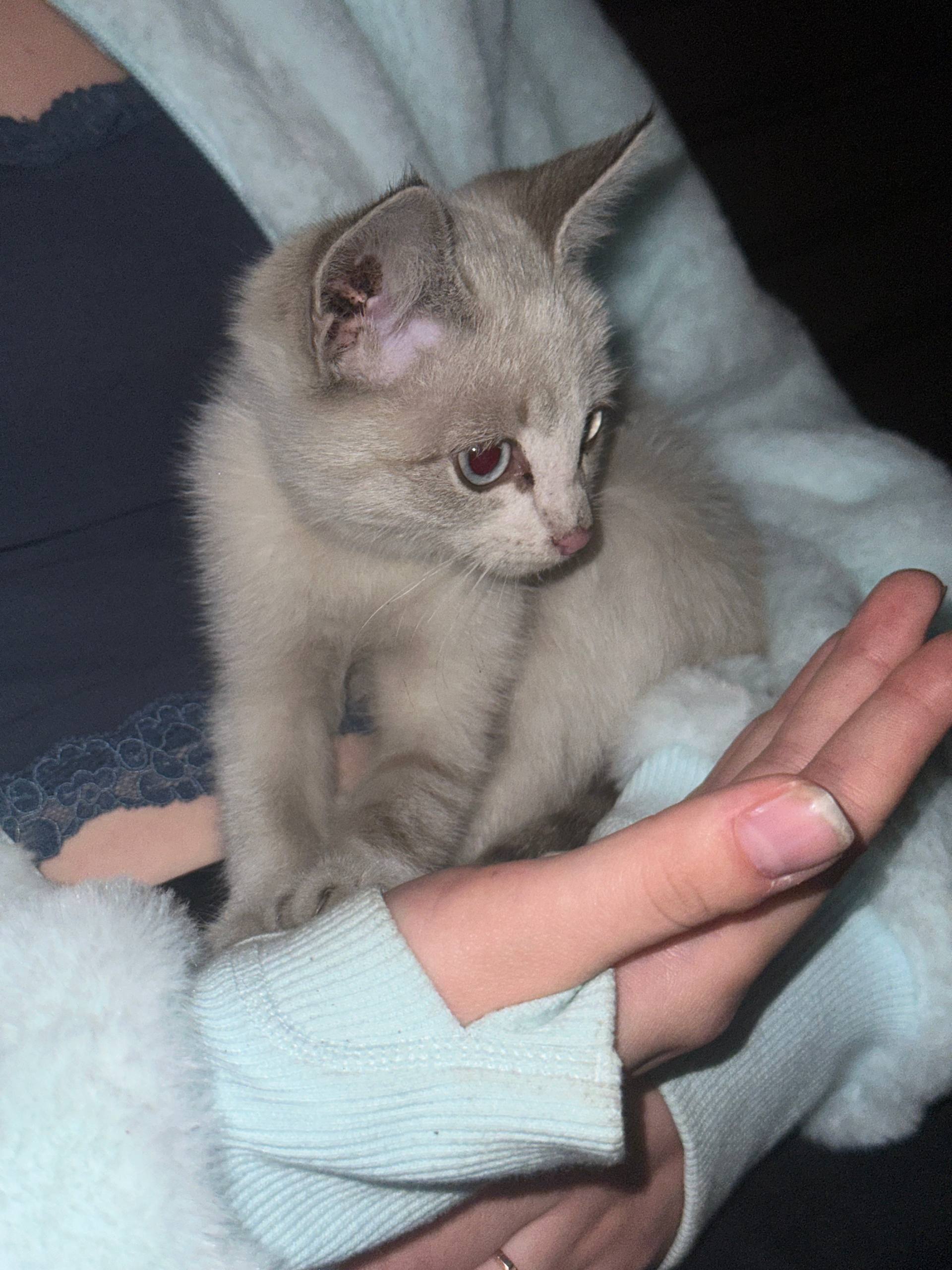 отдам в хорошие руки котенка маленького — 3