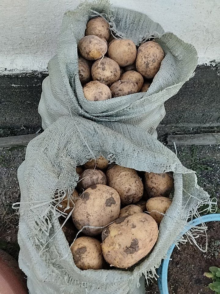 Продвю картошку мешками в мешке 40 кг свежий